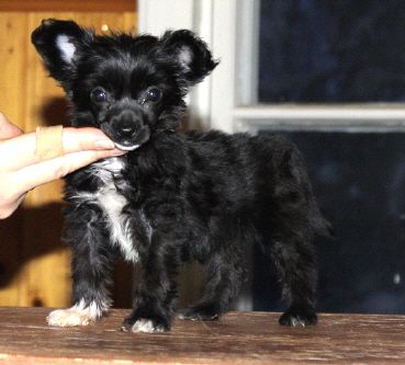 Bozo Gang's My Lovely