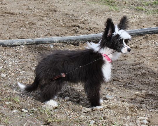 Bozo Gang's Miss Poison