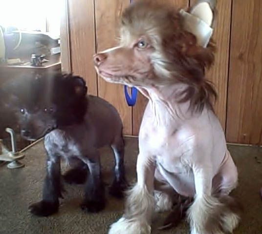 Sakkarra Scuplted in Chocolate 