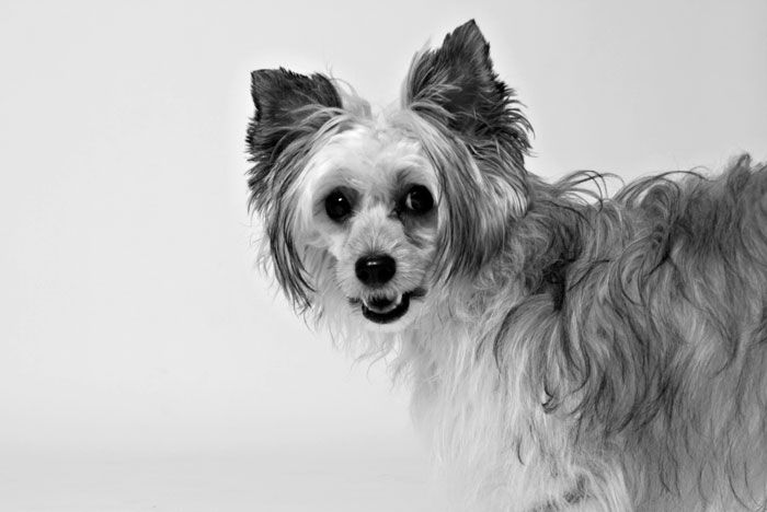 Fresnella  - Jane Mirabilis Gemma