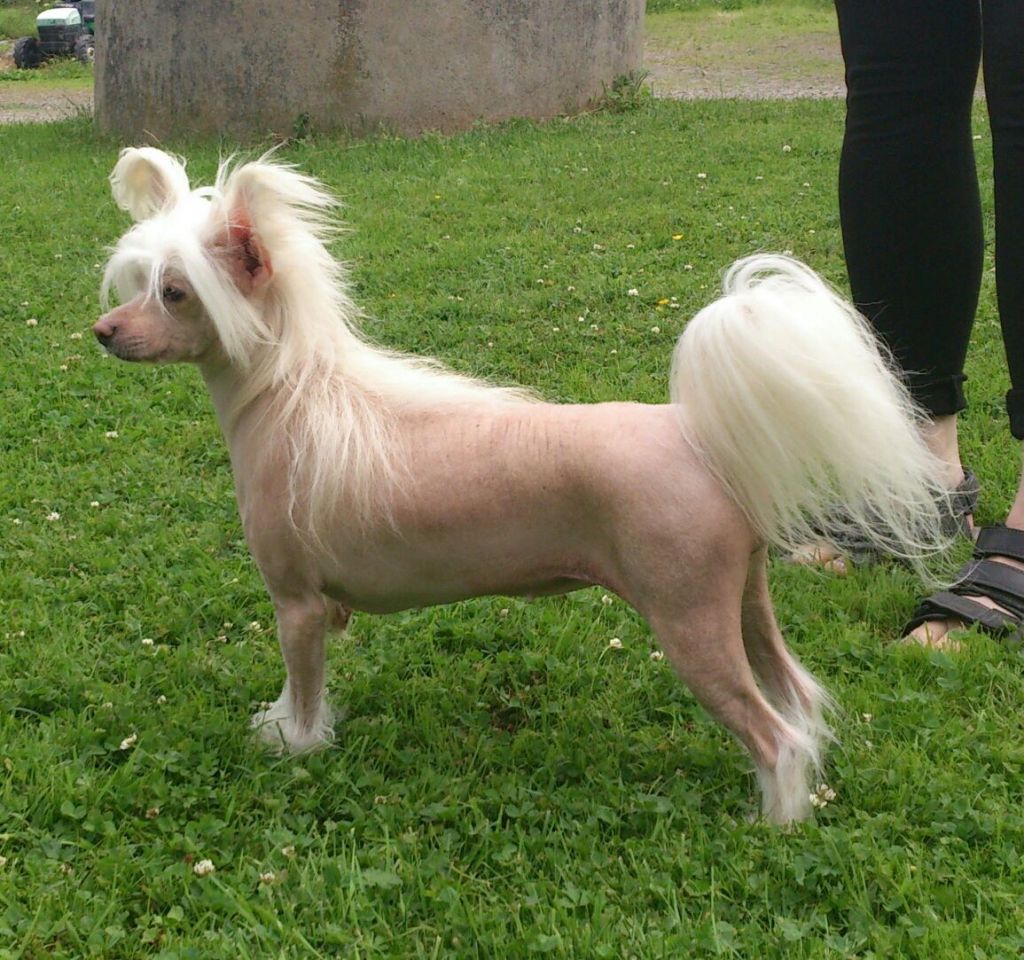 Paw-a-dee Lucky in Love