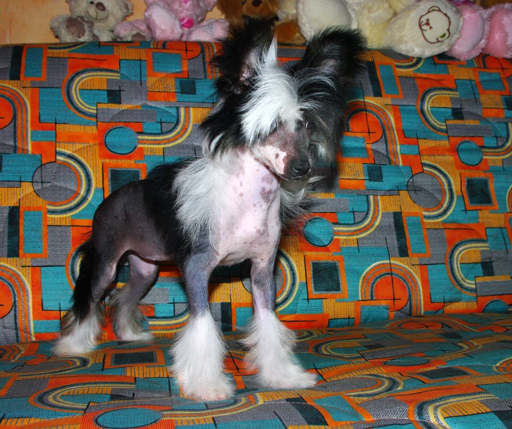 Futureline Felicie Black Magic Adell