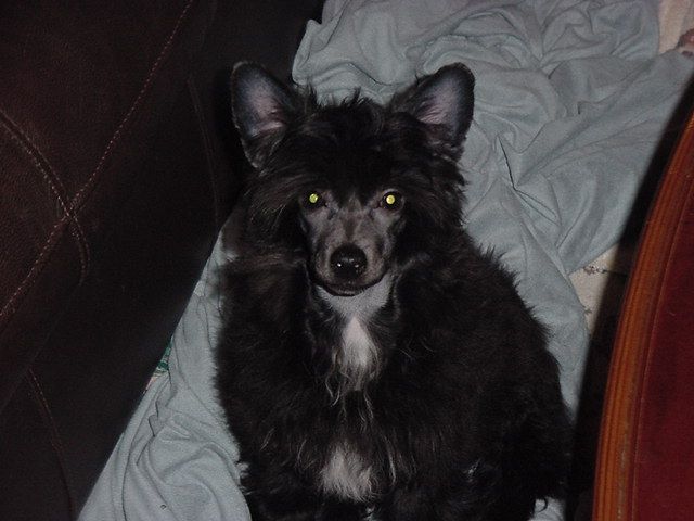 Lesmars Indigo Princess