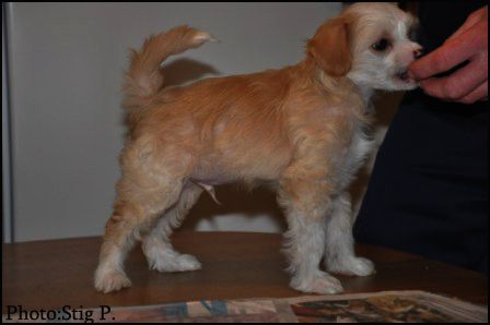 House Of Fun's Just Silver Teddy