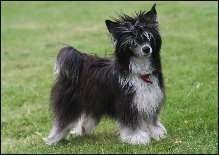 House Of Fun's Joyfull Josefine