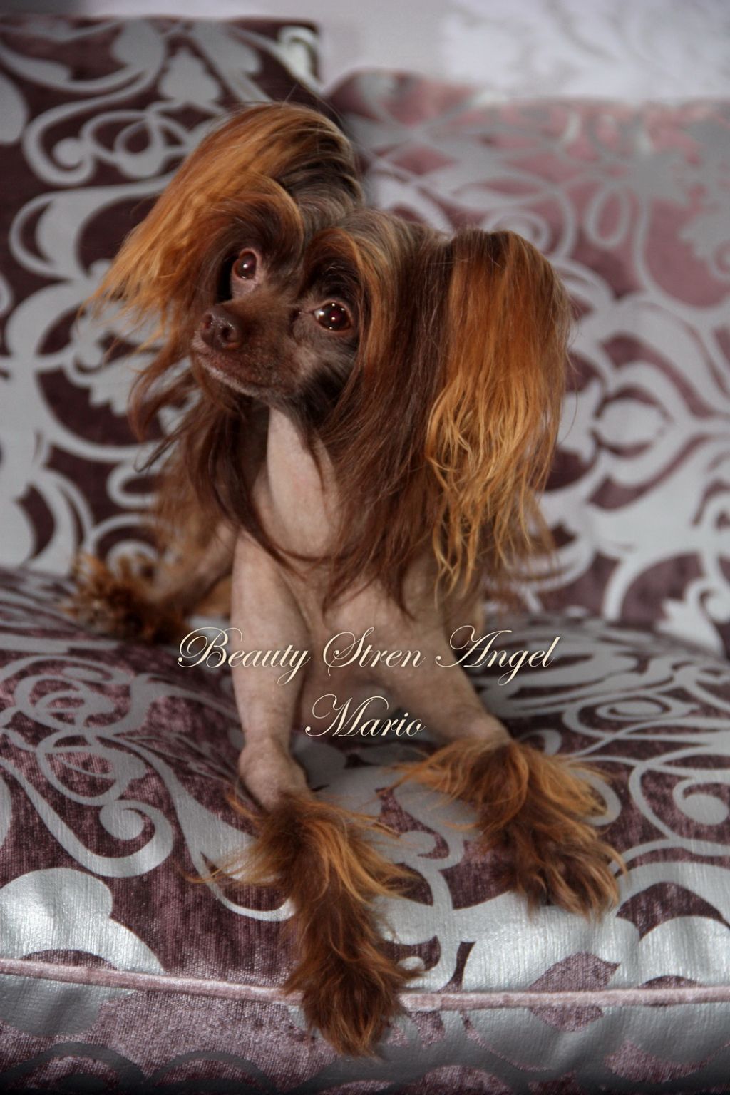 Beauty Stren Angel Mario