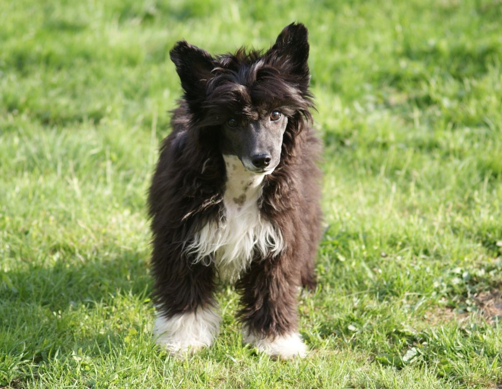 Crested Dream's Mr. DaVinci