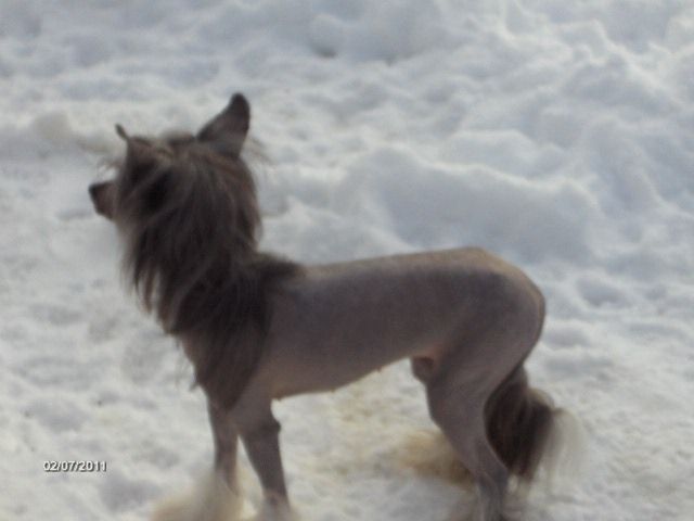 Crested Dream's Sparkling Blackie