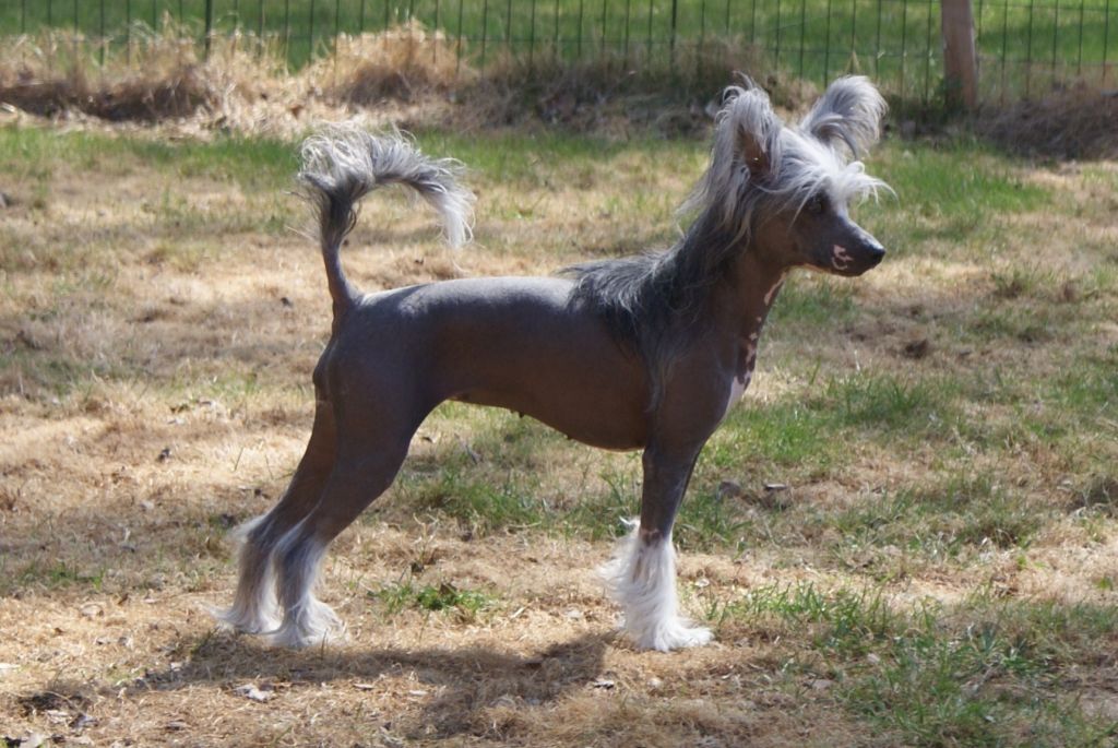 Crested Dream's Millie