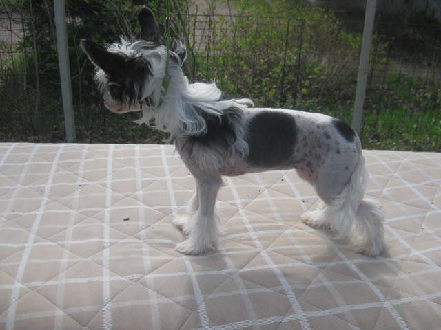 Magic'N Mystic Love Potion