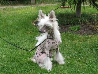 Diamand Bonifatsy is Pokoleniya Zvezd