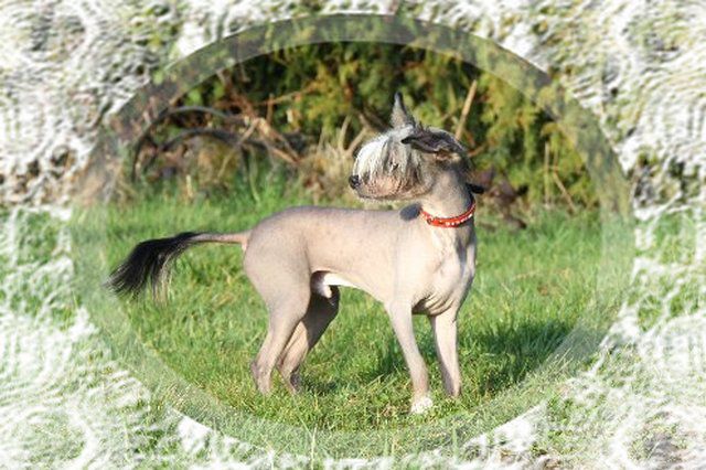 Black Shadow  Mana's Secret's