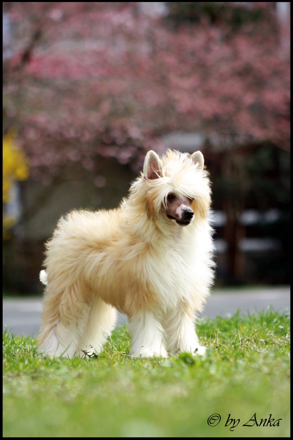 My Zoey z Gangu Lysych