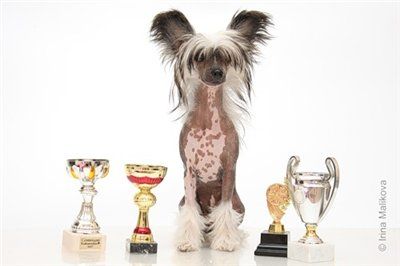 Fantastik Kashmir Azalia Lunniy Cvetok