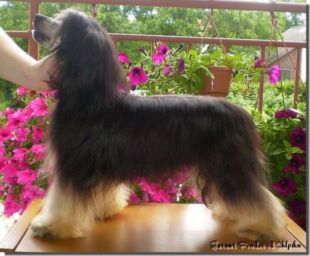 Garant Powder od Chlpíku