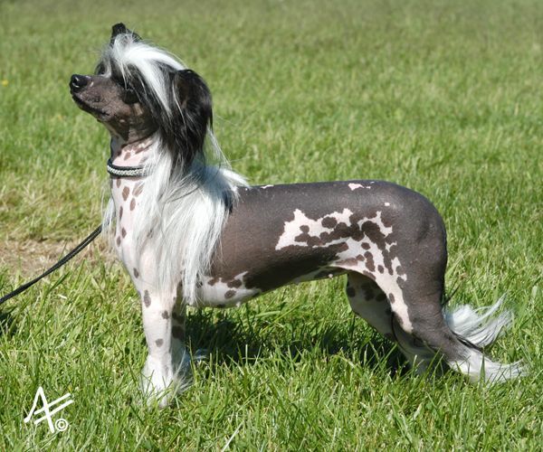 Sandfield's Hope Prinsess