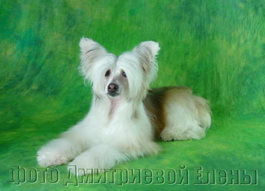 Krasotka Star - Eurovision Enigma