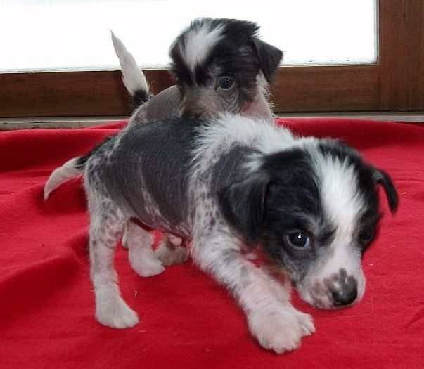 Be My Dog's Otto Di Catania