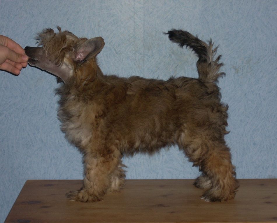 Stormblåstens Zalazane