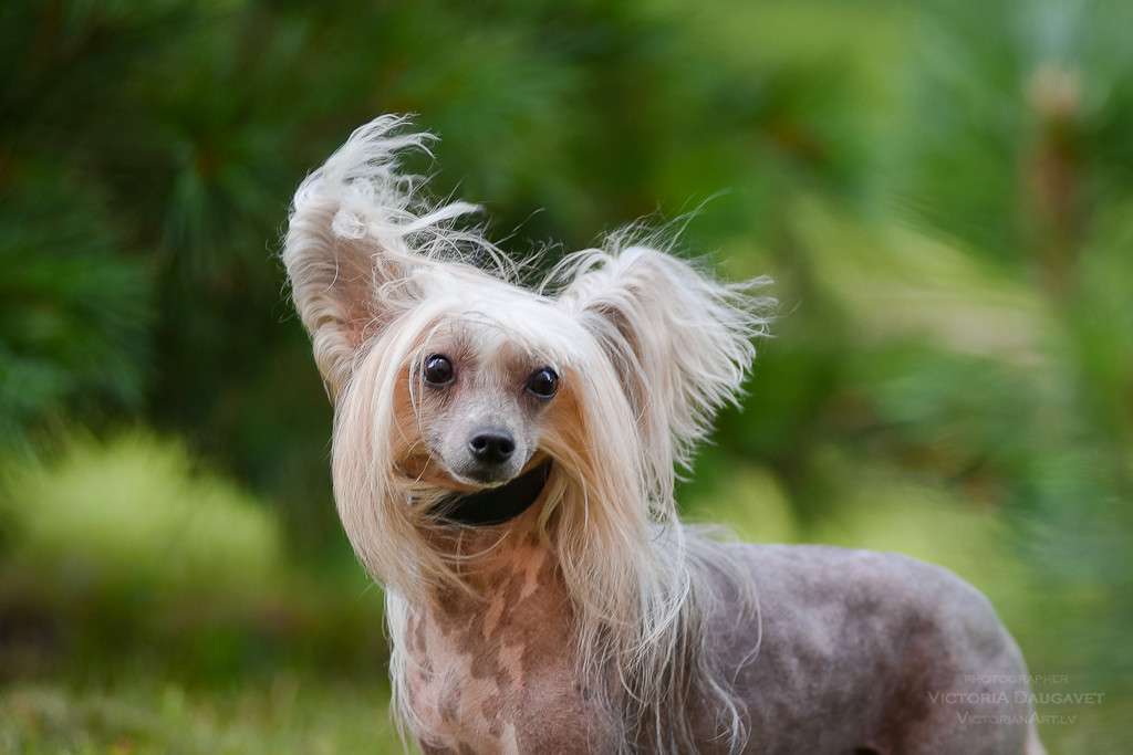 Enigma Exotic Dinaburg