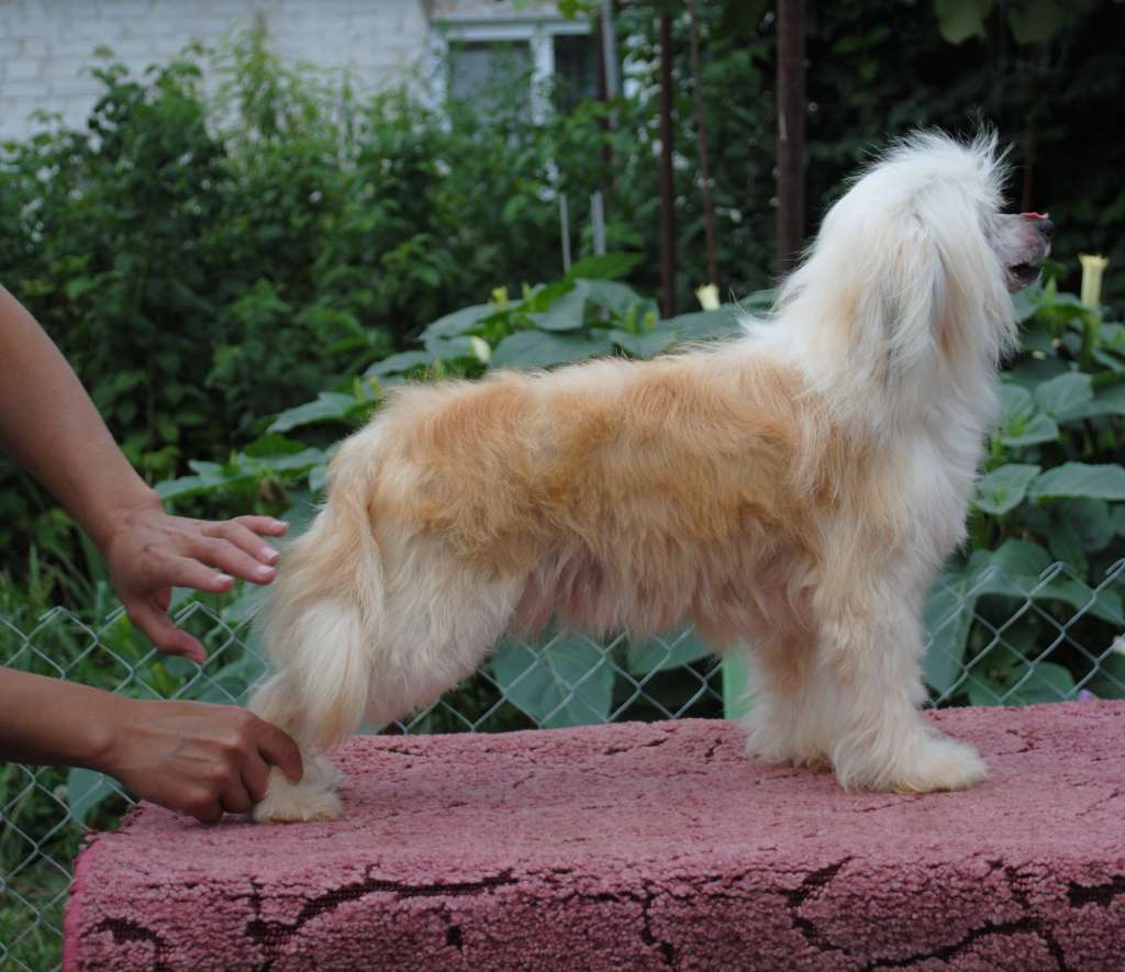 Ecstasy Exotic Dinaburg