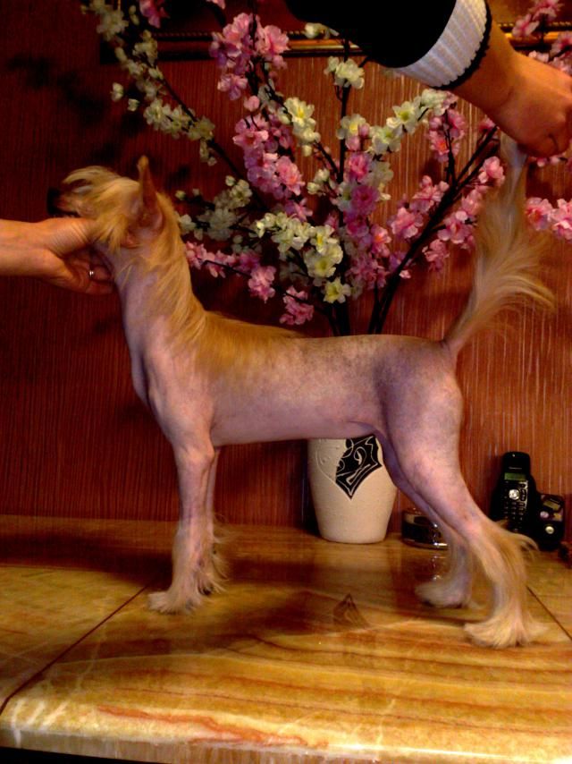 Kroshka Ketti Black of Channel