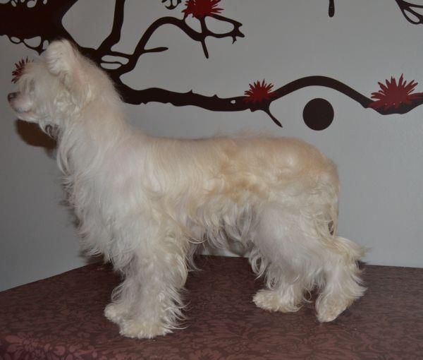 Stormblåstens Heart Of Winter