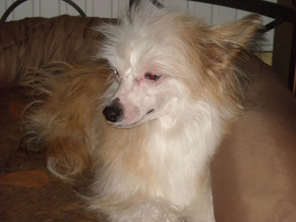 Mstical Blue Magic  Kitty