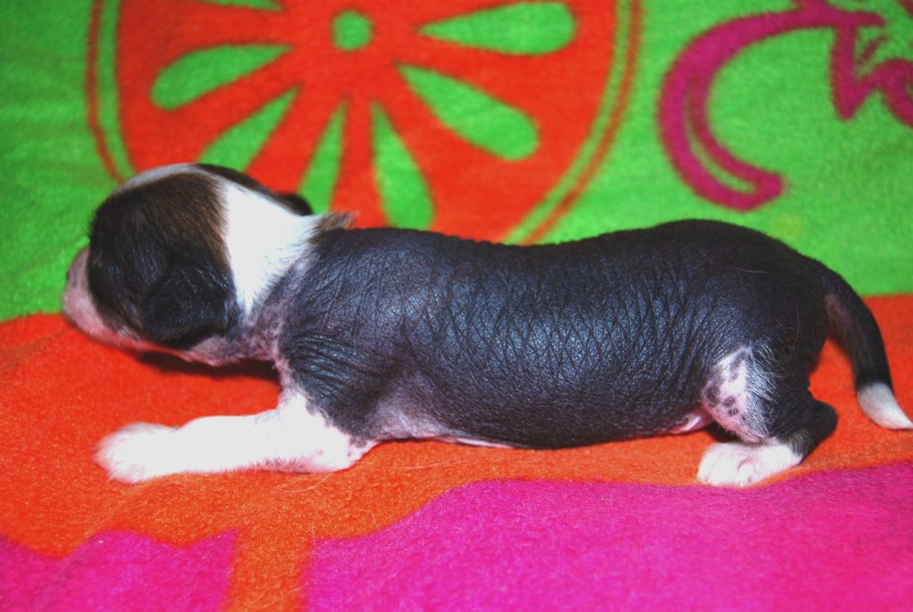 Chilli Pepper Kinu Legenda