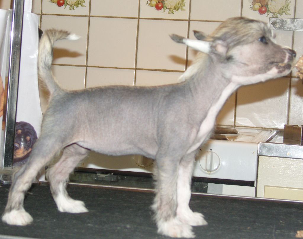 Golden Dream Stars Dark Lady