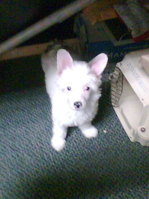 Altacrest's Seventh Heaven