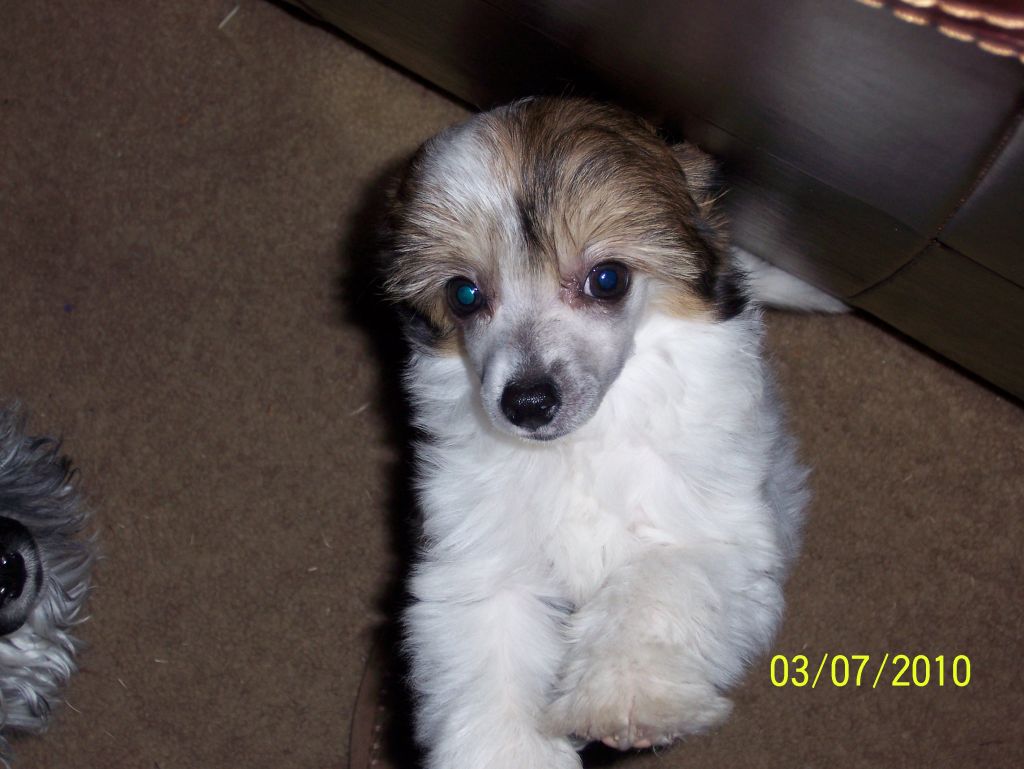 Altacrest's Wind Beneath My Wings