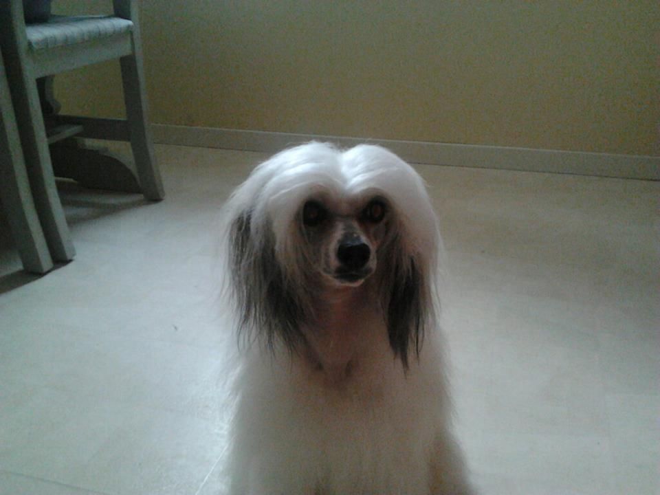 Golden Dream Stars Dancing Queen