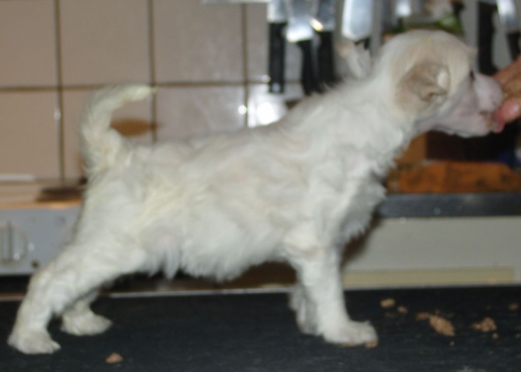 Golden Dream Stars Darling Star