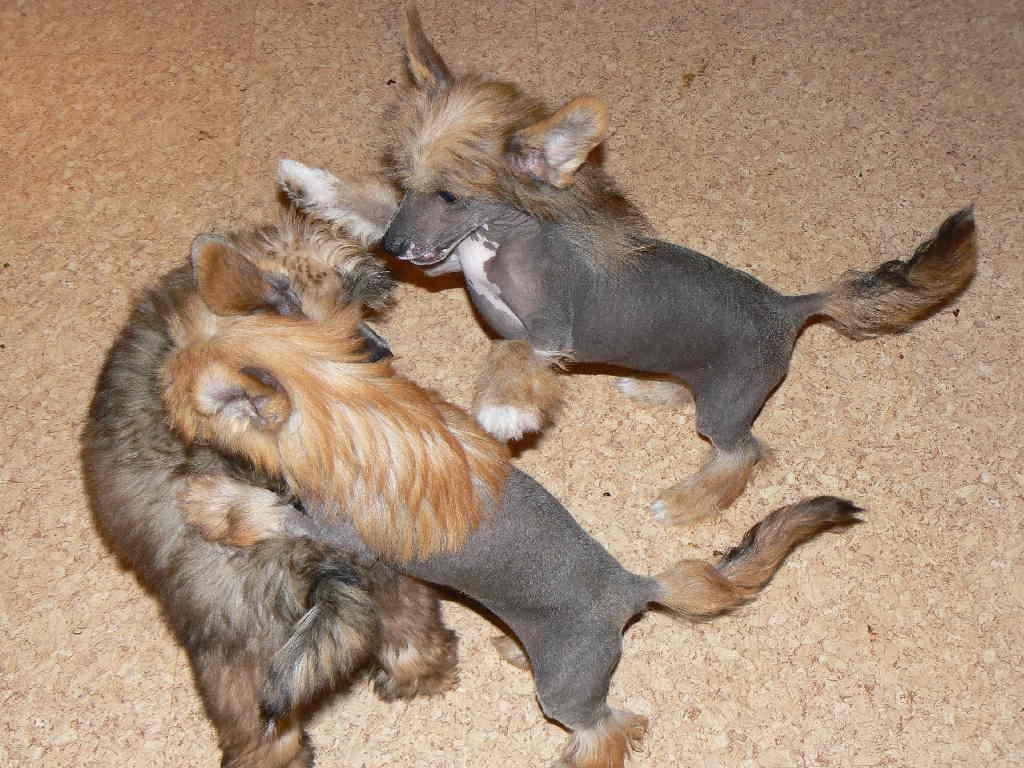 Broadway  Queen Malverne