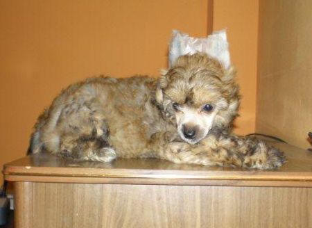 Cotton Brown De Volcancrest