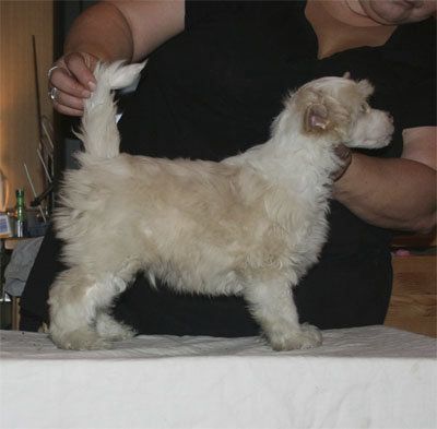 Sippelins See The Better Days