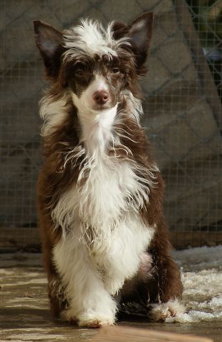 Hairicane Balou of Beminita