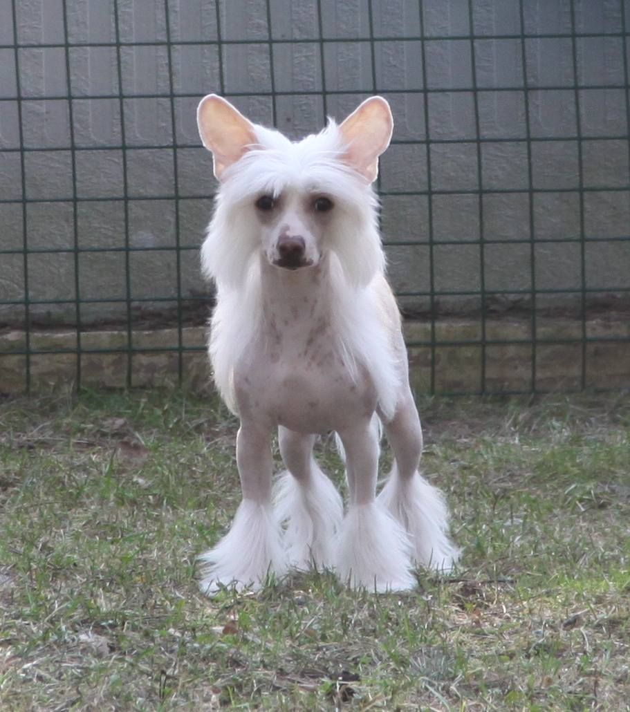 Dogland Happy Al Pachino