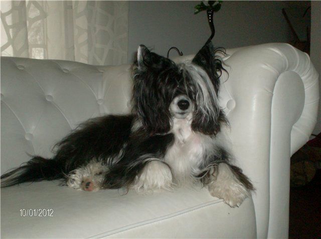 Tai Bent Adorable Captain Morgan