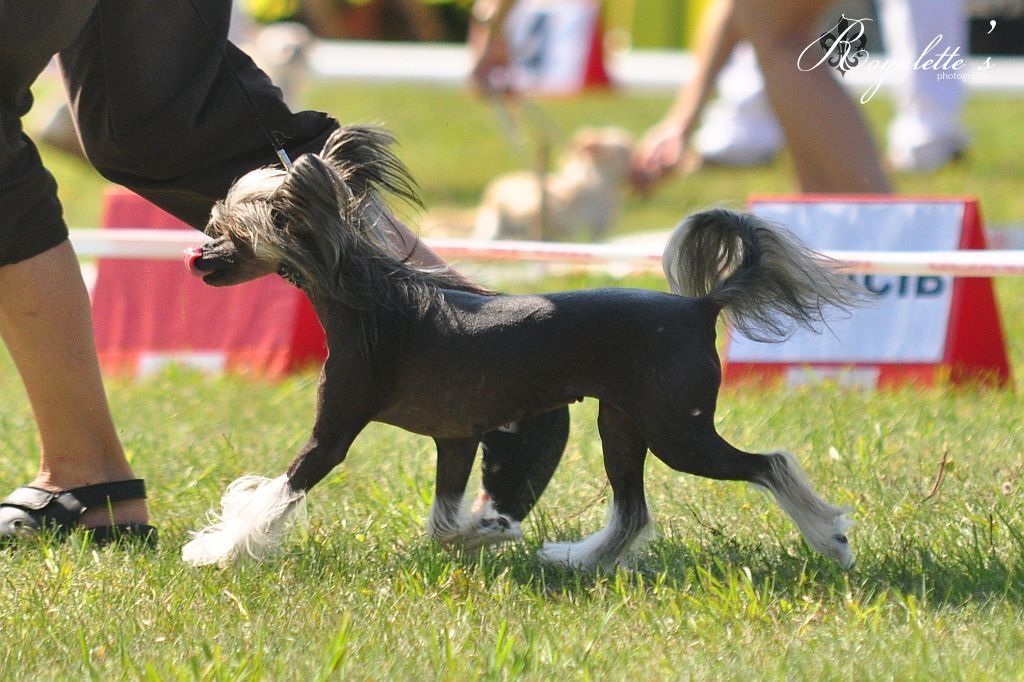 Tai Bent Agnus Dei Perla