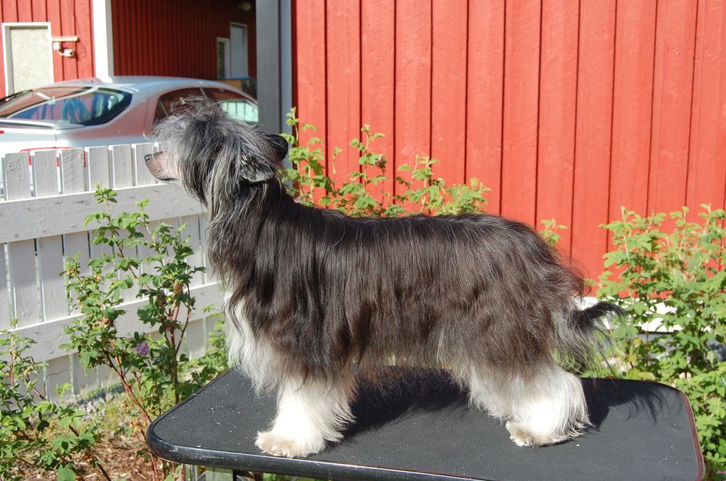 Just A Pretty Smile Dandy Mate