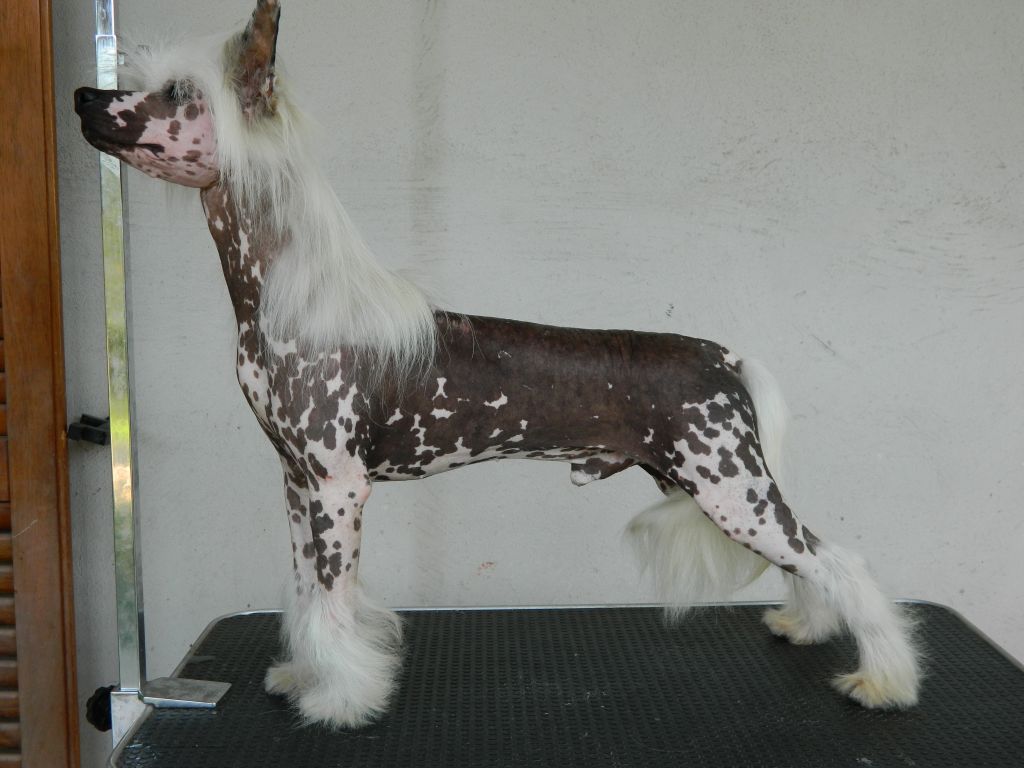 Lady Ml Fire fox Avatar