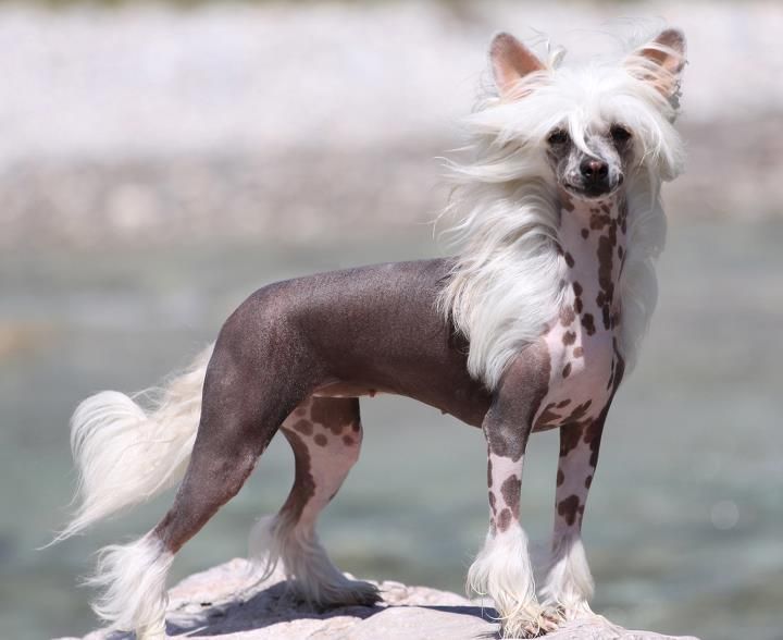 Snow Princess von Shinbashi