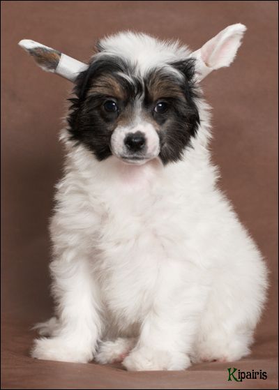 Dogland Happy Afrodita