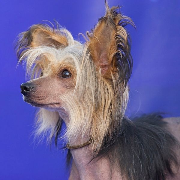 Russkiy Samurai Harleniya Ani