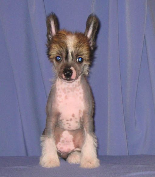 Love Story Silver Tauer