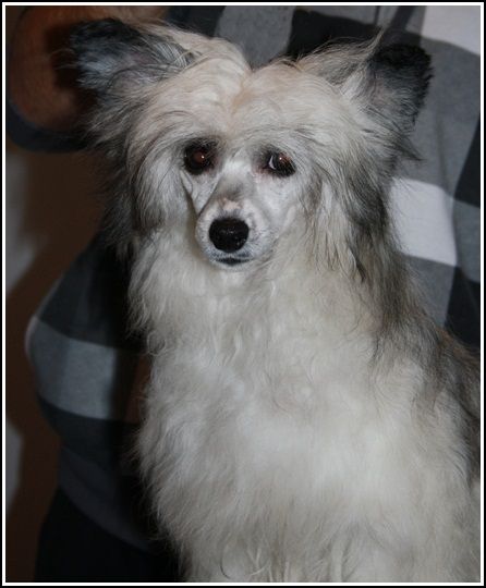 Koynaur's Dee Dee's Deluxe 