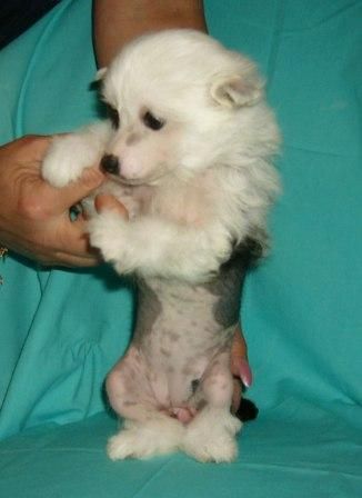 Domtotem Utrenaya Zvezda