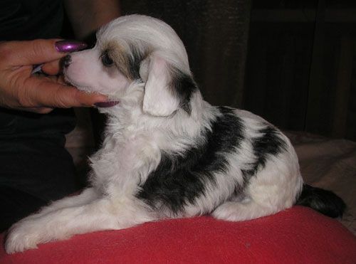 Domtotem Fintiflyushka